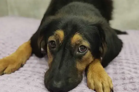 Пропала собака, ул. Гагарина, 5, Конаково