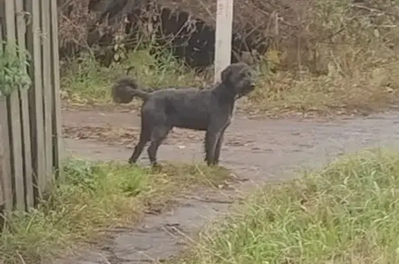 Найдена собака, , фото: Пудель найден на 46К-7380, МО