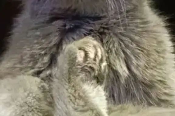 Пропала кошка, Северный тракт 65, Шуя