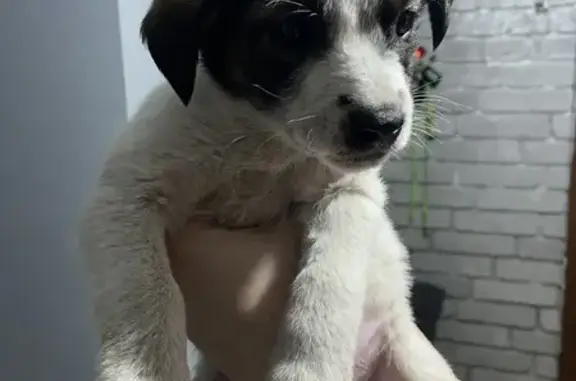 Щенок найден в подъезде, Чита, 6-й мкр.