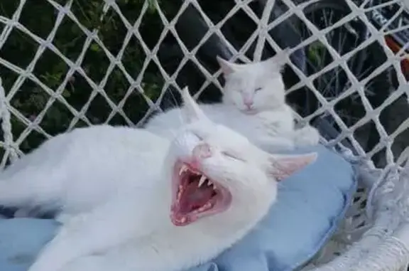 Найдена кошка, Краснодарский край, фото: Белая кошка найдена в Агое, Краснодарский край