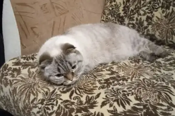 Пропала кошка, ул. Ульяновская 13Б