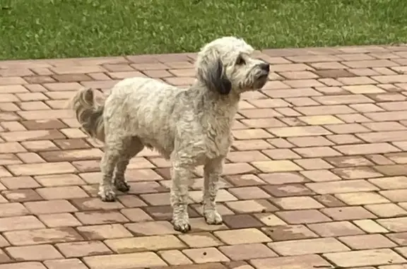 Найдена собака, Славянск-на-Кубани, фото: Найдена собака, ул. Стаханова, 184