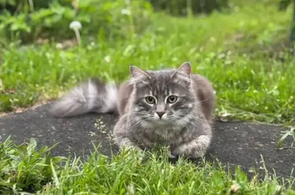 Пропала кошка, Павловское поселение