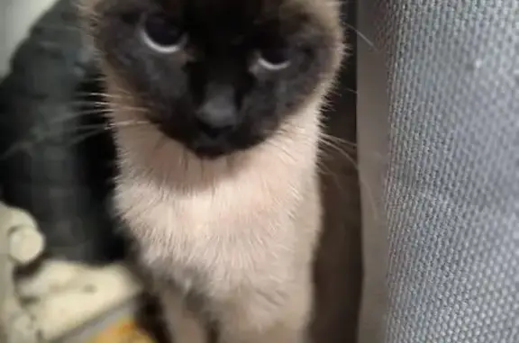 Сиамская кошка найдена: Санкт-Петербург