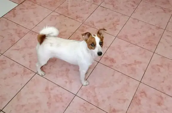 Собаки потеряшки, Новороссийск, фото: Потеряшка собака на Корницкого, 120