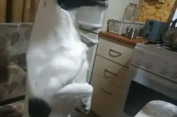 Собаки потеряшки, Череповец, фото: Потеряшка собака у магазина, ул. Ветеранов