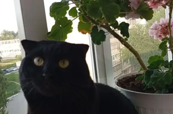 Пропала кошка, ул. Кузнецова 14, Заречный