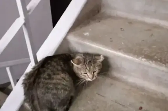 Найдена кошка, Пермь, фото: Кошка найдена: Парковый проспект, 3/1