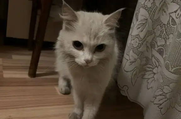 Кошка найдена на Ядерной улице, Барнаул