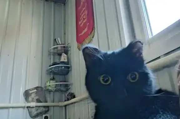 Чёрный кот найден на ул. Недорезова, Чита