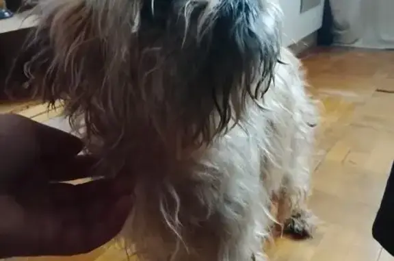 Найдена собака, Псков, фото: Собака найдена: ул. Н. Васильева, Псков