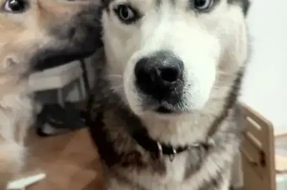 Собака найдена, ул. Т. Чаркова, 28, Тюмень