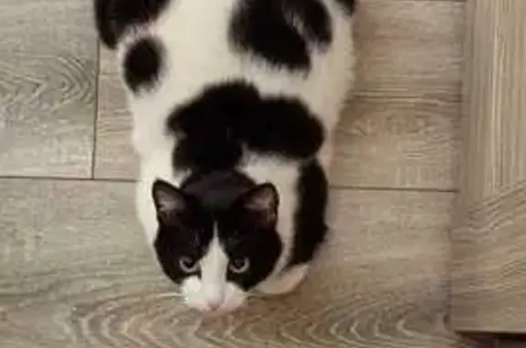 Пропала кошка, ул. Димитрова 174, Сальск