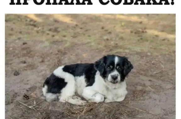 Собаки потеряшки, , фото: Потеряшка собака, бульвар Гая, 18А