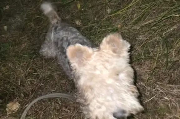 Найдена собака, Челябинск, фото: Фокс-терьер найден: ул. Блюхера, 62