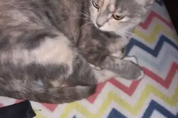 Кошки потеряшки, Быково, фото: Потеряшка кошка, Школьная 3, Быково