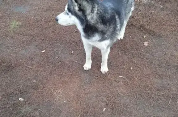 Найдена собака, Пензенская область, фото: Хаски найдена в Богословском, Пензенская обл.