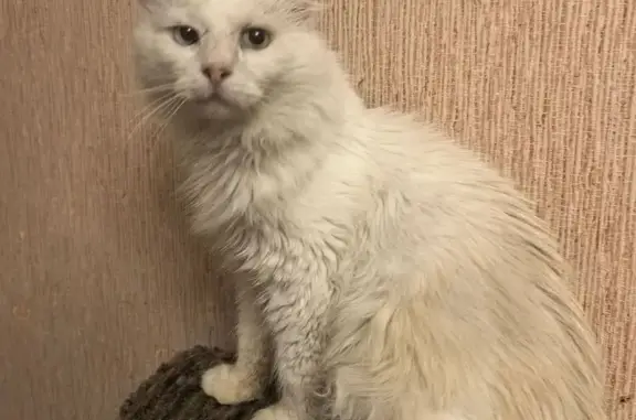 Найдена кошка, Лакинск, фото: Найдена кошка, ул. 21-го Партсъезда, 11