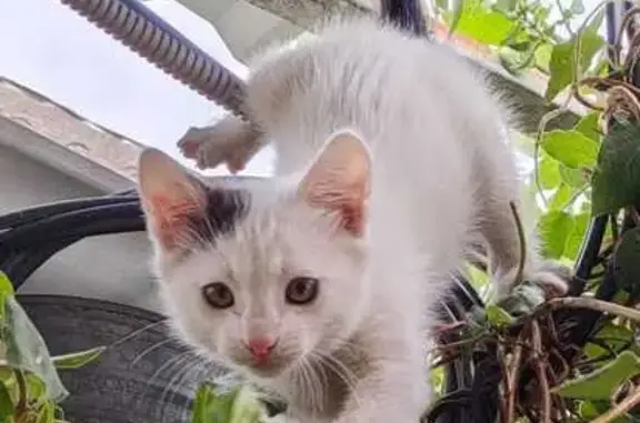 Пропал котёнок, ул. Димитрова, 174, Сальск