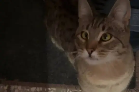 Найдена кошка, Ульяновск, фото: Кошка найдена, пр. Созидателей 10, Ульяновск