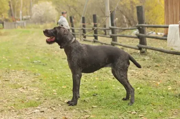 Собаки потеряшки, , фото: Потеряшка собака, Бибахтино, Центр. 53