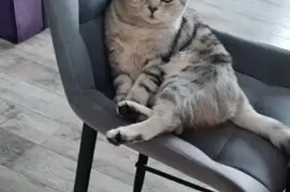 Пропала кошка, Магнитогорск, Сиреневый