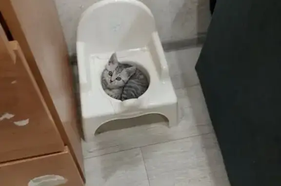 Кошки потеряшки, Чебоксары, фото: Потеряшка кошка, Пирогова 8 к2, Чебоксары