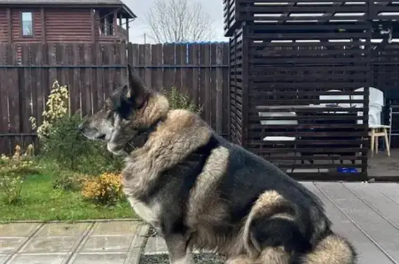 Пропала собака у развязки Пирсов, Левковка