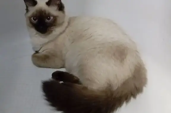 Кошки потеряшки, Кировград, фото: Потеряшка кошка, ул. Дарвина 24, Кировград