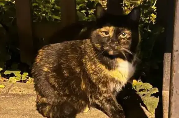 Найдена кошка, Казань, фото: Кошка найдена: ул. Кулахметова, 25 к1