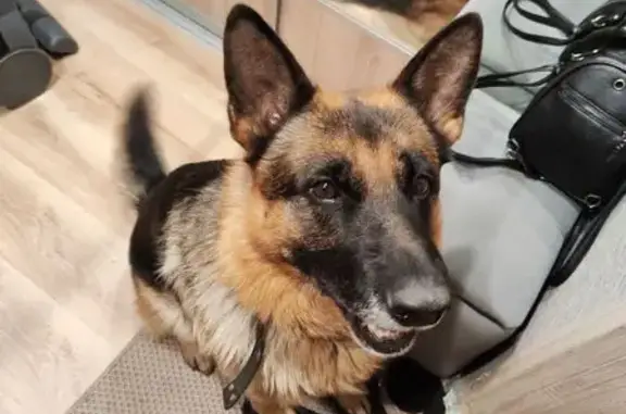 Найдена собака, Емельяново, фото: Собака найдена у заправки Стандарт 24, Р-255