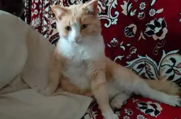 Пропала кошка, ул. Куйбышева 38, Стерлитамак