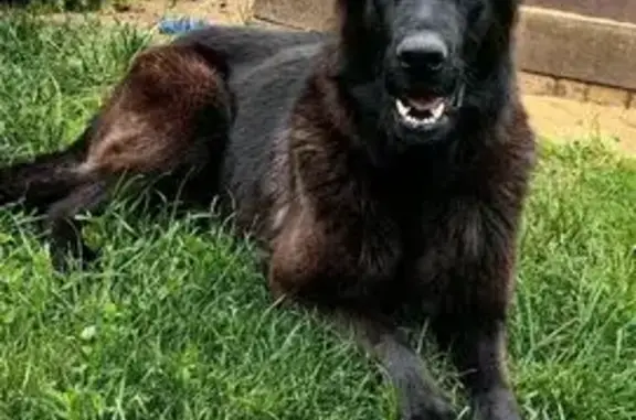 Собаки потеряшки, Клинцы, фото: Потеряшка овчарка, ул. Гензика, Клинцы