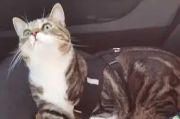 Пропала кошка, Восток, пос. Воровского