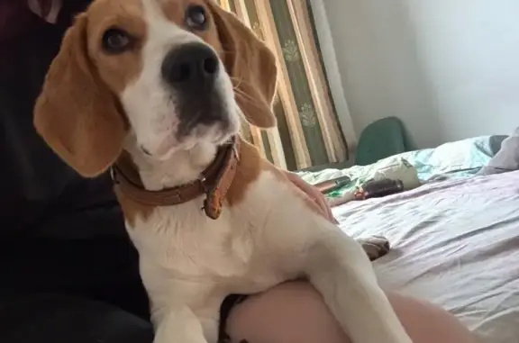 Пропала собака, ул. Гагарина 386, Михайловск