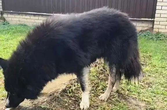 Найдена собака, , фото: Собака найдена: Косякино, МО