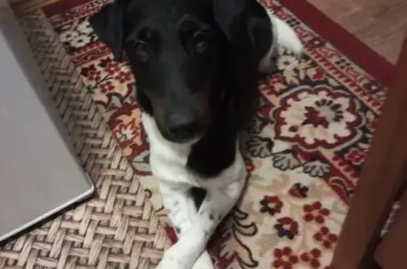 Пропала собака, Краснопламенское СП