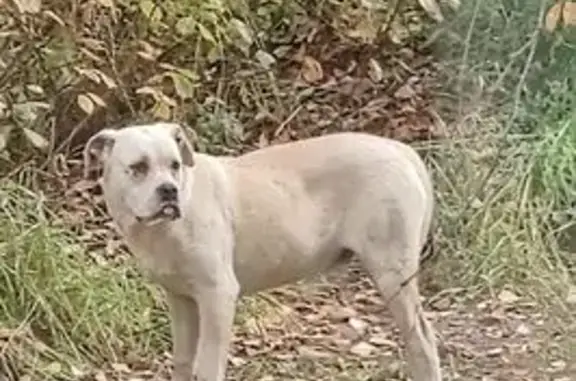 Собака найдена: ММК, Красный Путь