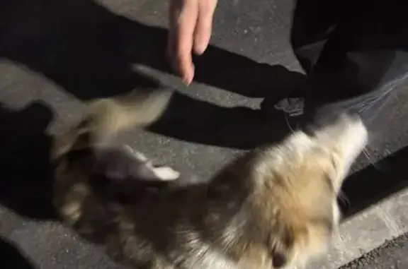 Найдена собака, , фото: Собака найдена: Центр. ул., 6, Введ. Слобода