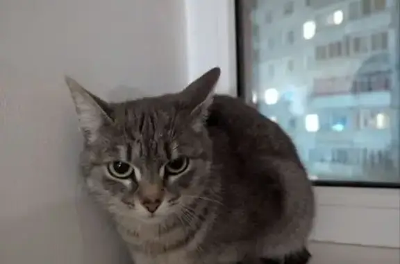 Найдена кошка, Новосибирск, фото: Кошка найдена в парке ул. Станиславского