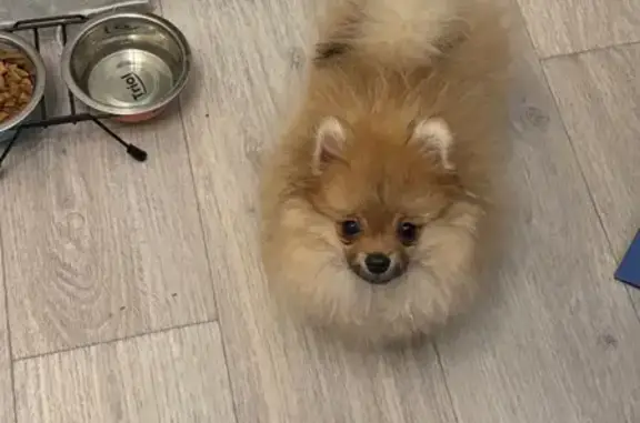 Собаки потеряшки, Волгоград, фото: Потеряшка собака на ул. Гнесиных, Волгоград