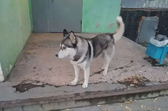 Найдена собака, Мурманск, фото: Собака найдена: ул. Свердлова, 72, Мурманск
