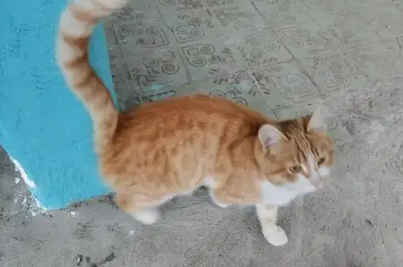 Кошка с ошейником на Фурманова 1А