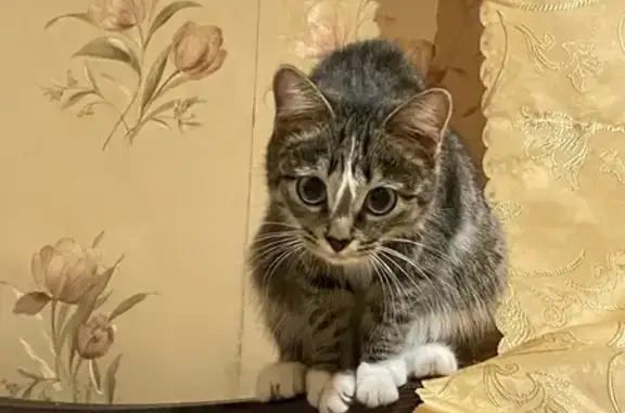 Пропала кошка, ул. 22-го Партсъезда, 7