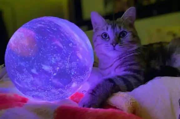 Пропал кот Нафаня, Столбище, Татарстан