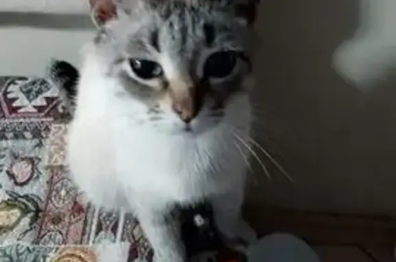 Кошка найдена на ул. Ползунова, Йошкар-Ола