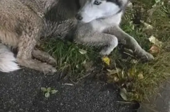 Найдена собака, , фото: Собака найдена, ул. Новосёлов, Рязань