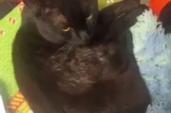 Кошка найдена, ул. Сов. Армии 34, Железногорск