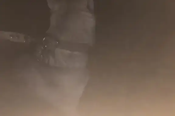 Найдена собака, Чебоксары, фото: Щенок найден: ул. Гагарина, 30, Чебоксары